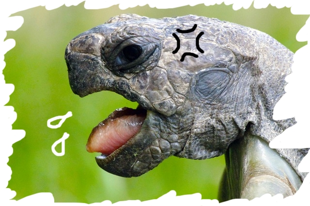 schildkrötengehege offener mund