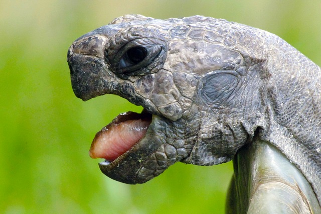schildkrötengehege offener mund